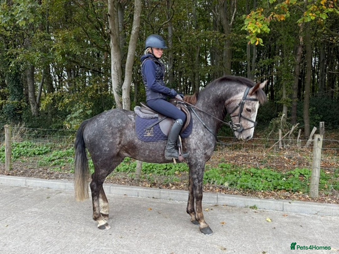 Connemara horses for sale: Smokey Todd - Safe, scopey and sensible - Image 4