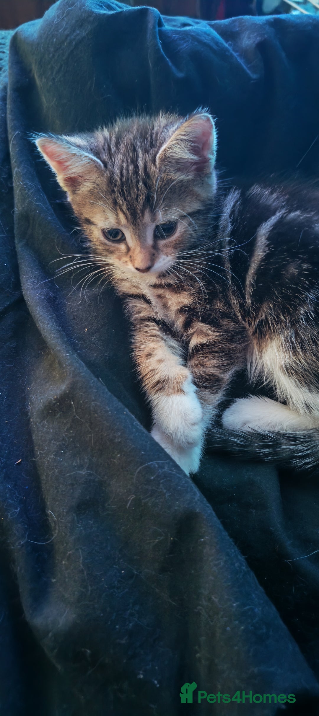 Mixed Breed cats for sale: 8 week old kittens  - Advert 2