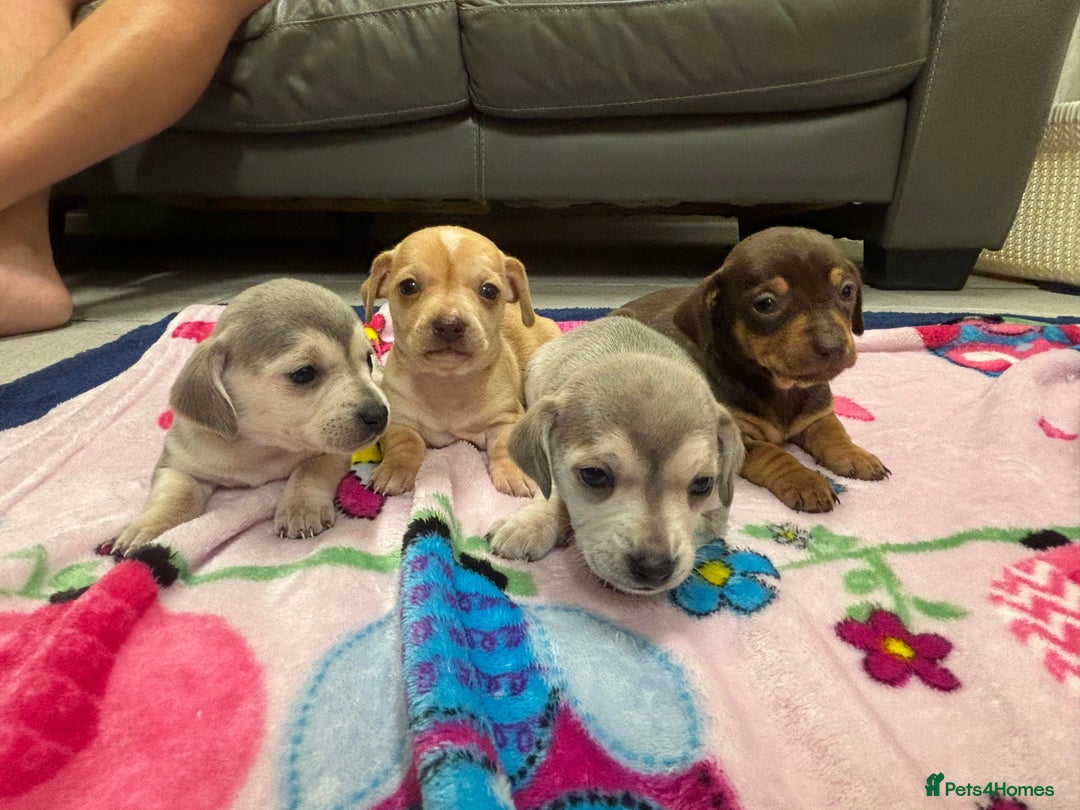 Chiweenie dogs for sale: CHIWEENIE PUPS READY 10TH NOVEMBER  - Image 22