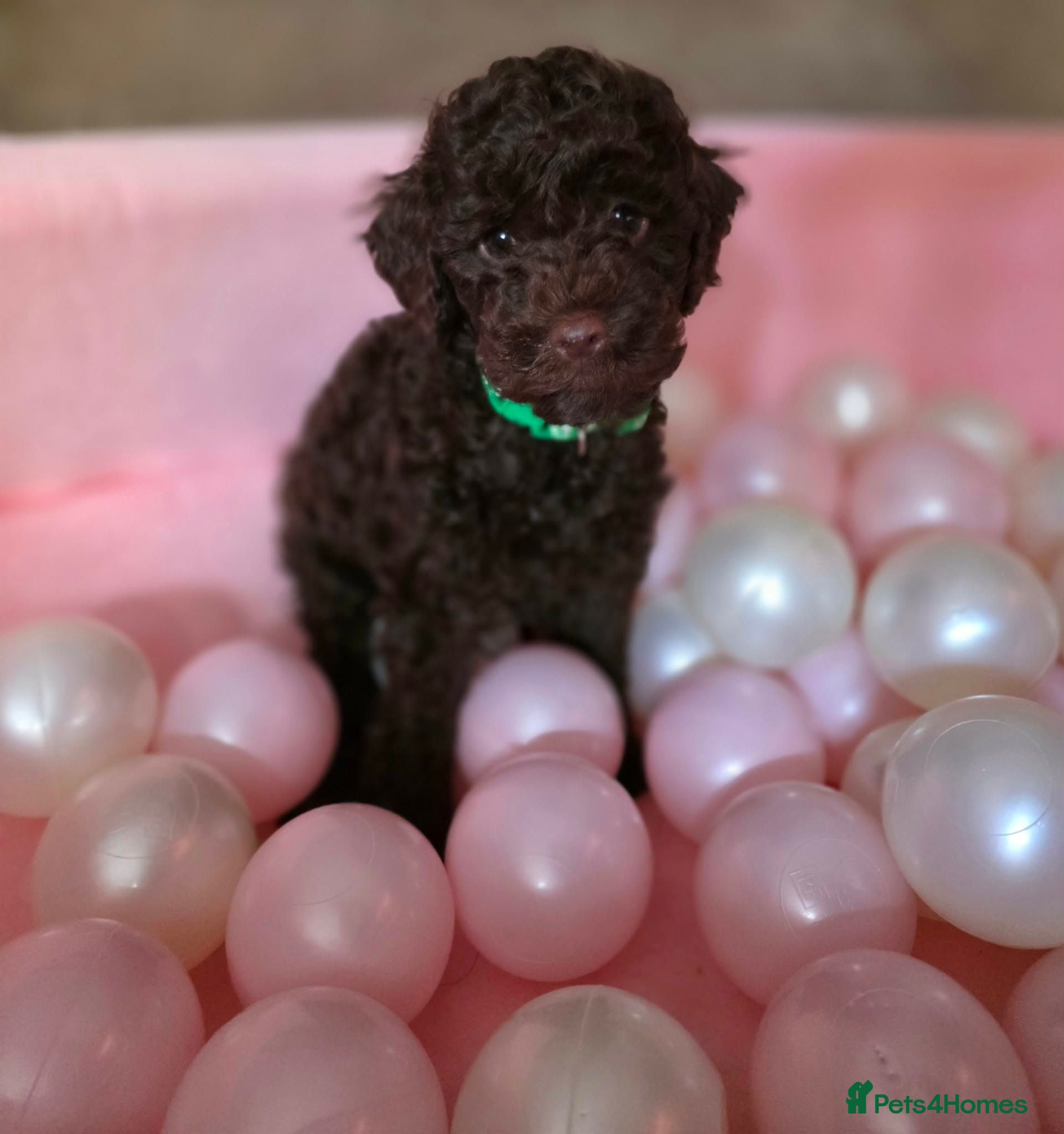 Sproodle dogs Beautiful Sproodle pups - Advert 2