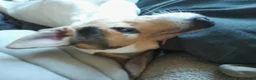 Mixed Breed dogs for sale: Flash Jack R cross Corgy in Swaffham - Advert 4