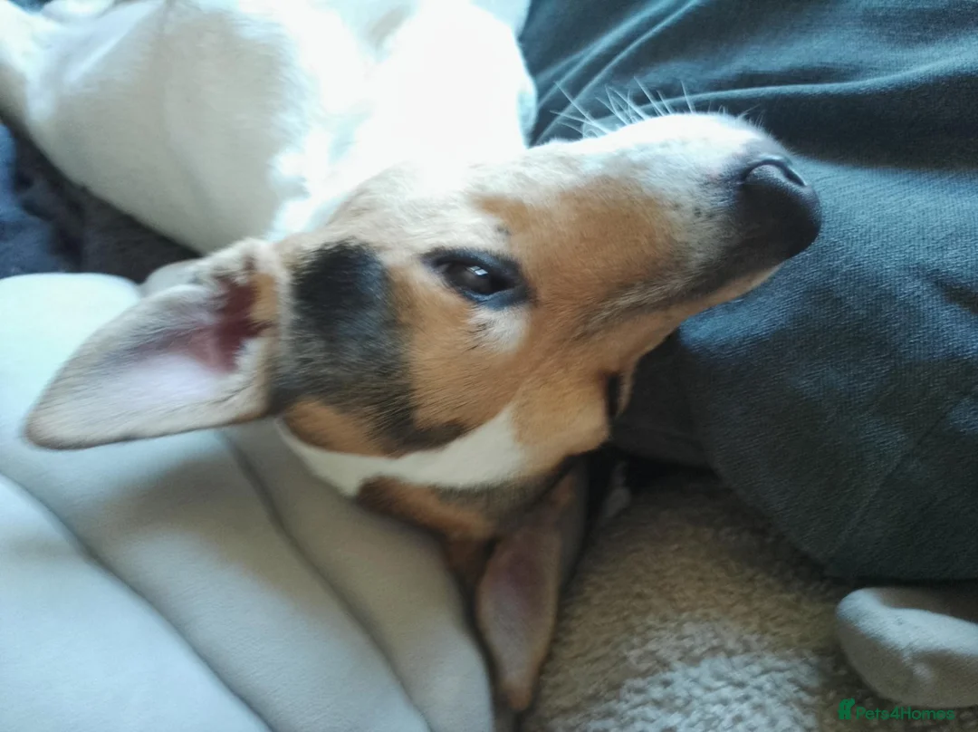 Mixed Breed dogs for sale: Flash Jack R cross Corgy in Swaffham - Advert 4