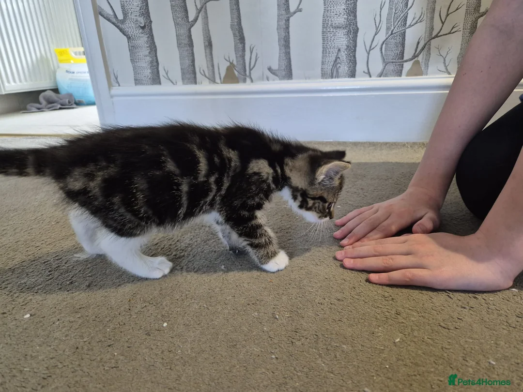 Domestic Shorthair cats for sale: Single Kitten looking for a forever home - Advert 1