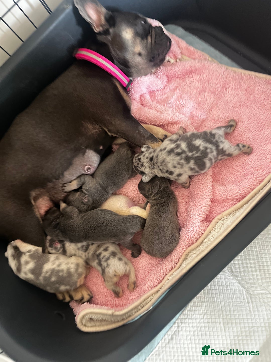 French Bulldog dogs for sale: Chunky frenchie puppies  - Image 2