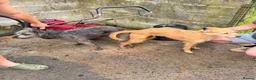 Mixed Breed dogs for sale: Bedlington whippet pups in Brecon - Advert 9