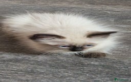 Ragdoll cats for sale: Fully vaccinated Ragdoll kittens ready now - Image 20