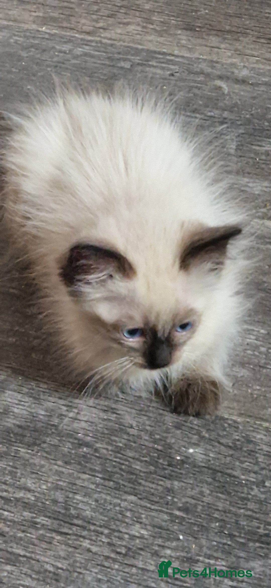 Ragdoll cats for sale: Fully vaccinated Ragdoll kittens ready now - Image 20