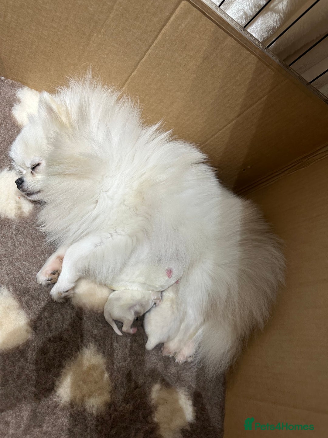 Pomeranian dogs for sale: Outstanding champion bloodline KC reg puppies  - Advert 27