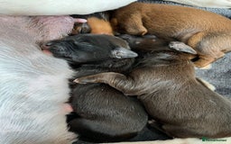 Jackapoo dogs for sale: Gorgeous Jackapoo Puppies Ready 17th November - Image 4