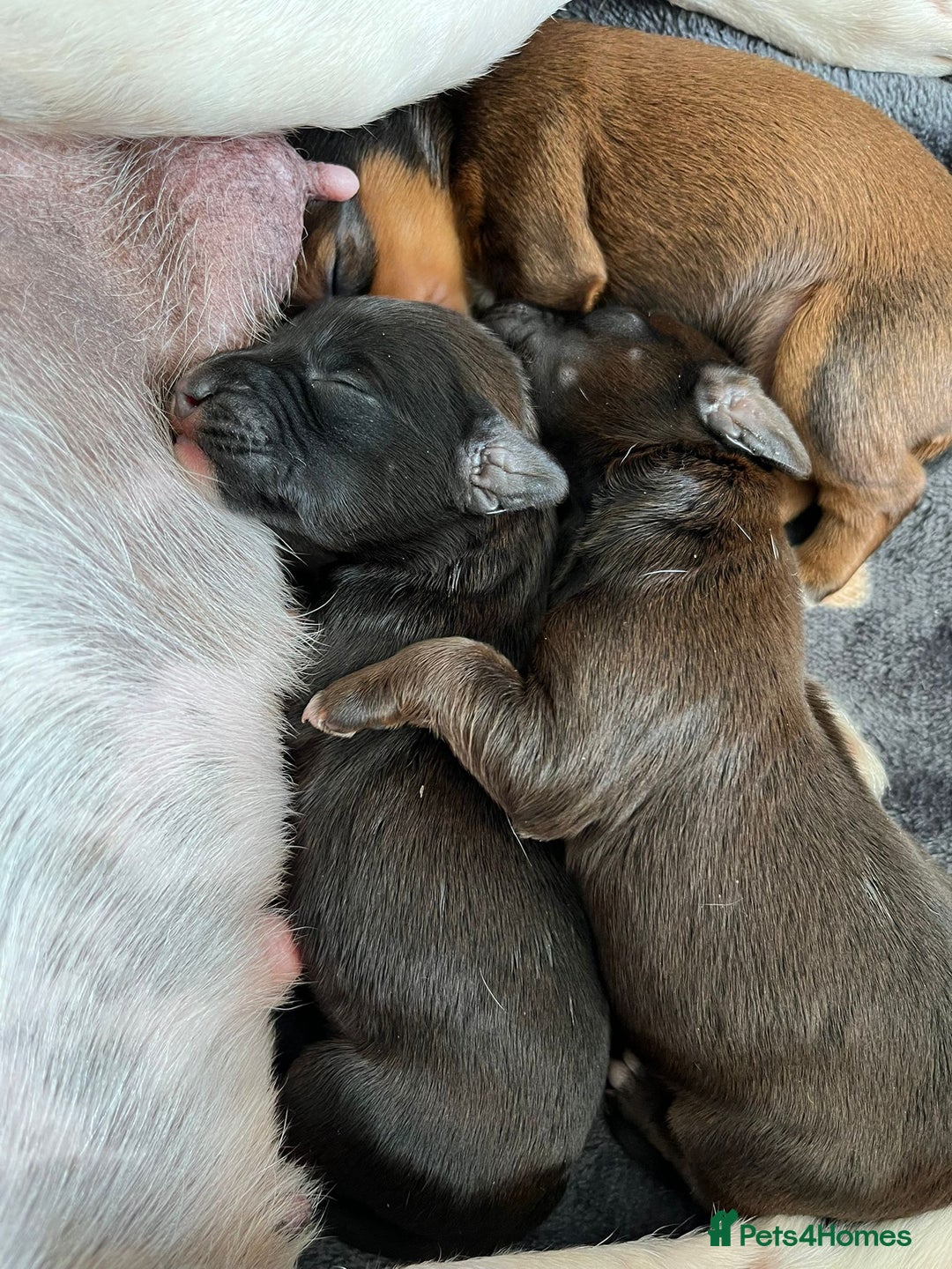 Jackapoo dogs for sale: Gorgeous Jackapoo Puppies Ready 17th November - Image 4