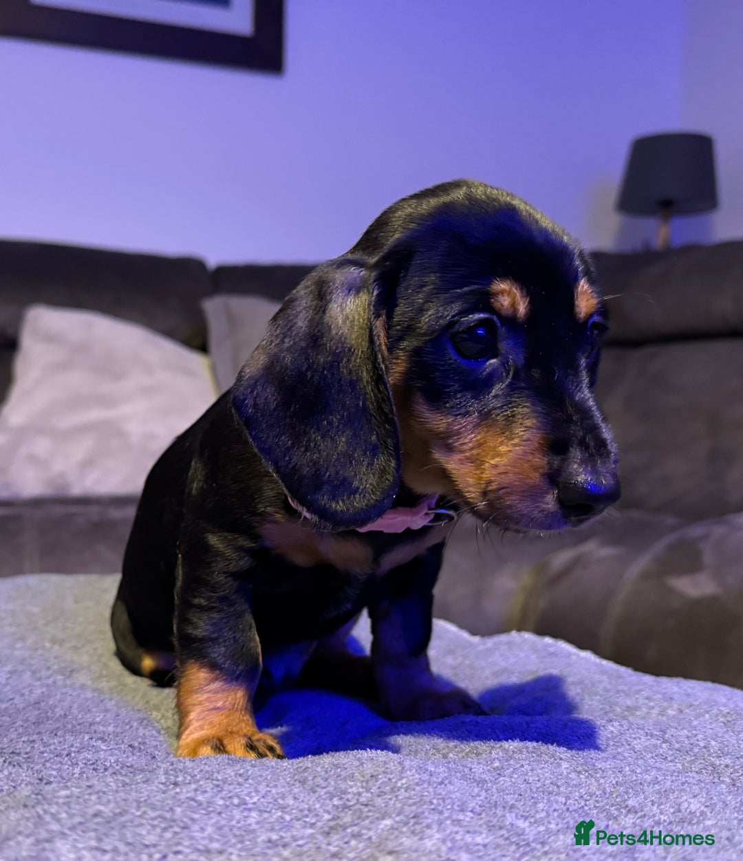 Dachshund dogs for sale: Gorgeous Standard wire haired & smooth Dachshunds - Advert 20