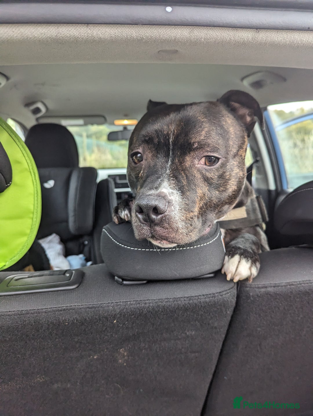 Staffordshire Bull Terrier dogs for sale: Male Staffy micro chipped ready for his new family - Image 8