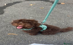 Toy Poodle dogs for sale: Toy poodle puppy  - Image 6