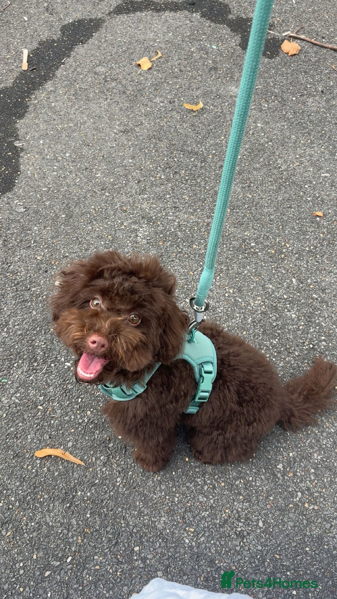 Toy Poodle dogs for sale: Toy poodle puppy  - Image 6