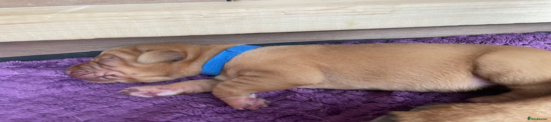Navy Collar (Rowan) Labrador Retriever Puppy
