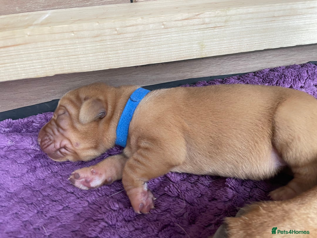 Labrador Retriever dogs for sale: Stunning Fox Red Labrador Puppies – Working lines - Image 19