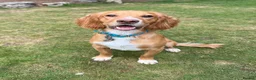 Cocker Spaniel dogs for sale: Working Cocker Spaniel - interest list open. - Advert 6
