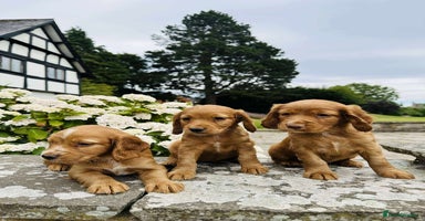 Cocker Spaniel dogs - Advert 9