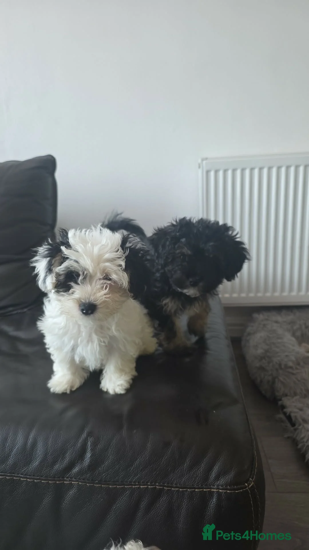 Mixed Breed dogs for sale: Malshi puppies 2 female available now  - Advert 1