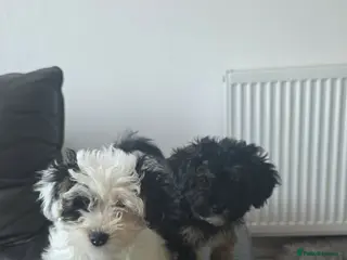 Mixed Breed dogs Malshi puppies 2 female available now - Advert 2
