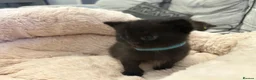 Scottish Fold cats for sale: Ragdoll x Scottish Fold - litter of 4!  - Advert 6