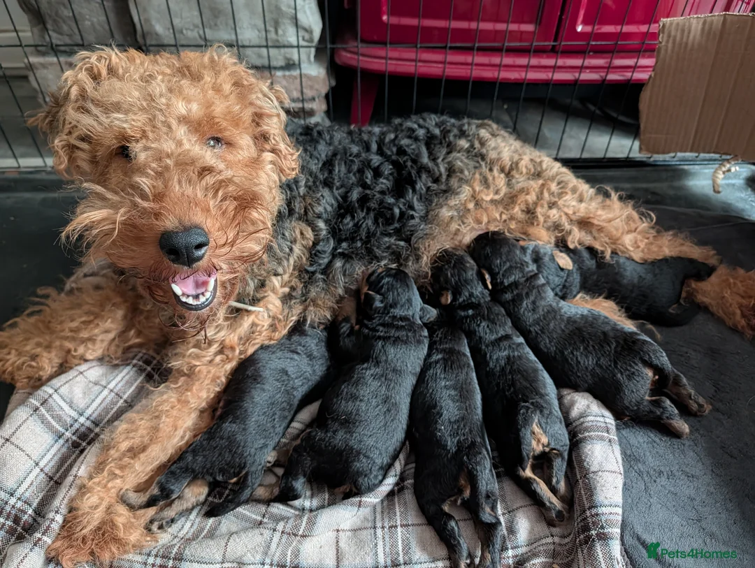 Welsh Terrier dogs for sale: Champion Lines KC Registered Welsh Terrier Puppies - Advert 2