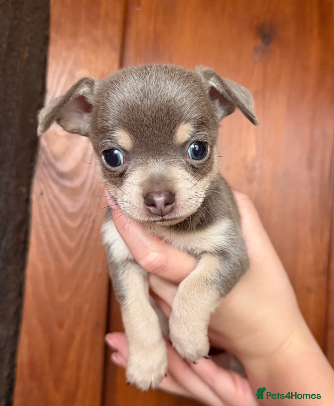 Chihuahua dogs for sale: Stunning Blue & Tan Male Chihuahua puppy - Advert 3