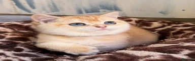 British Shorthair 1