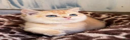 British Shorthair cats for sale: British shorthair beautiful golden kittens  - Advert 5