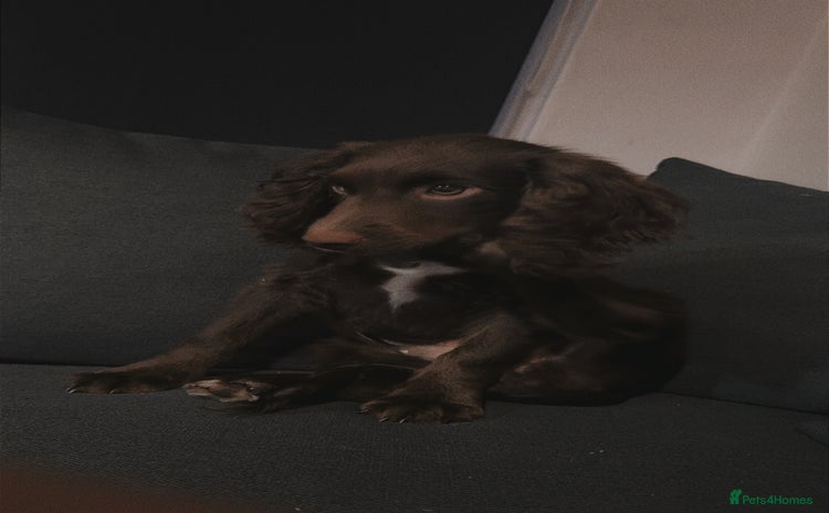 Cocker Spaniel dogs - Advert 2