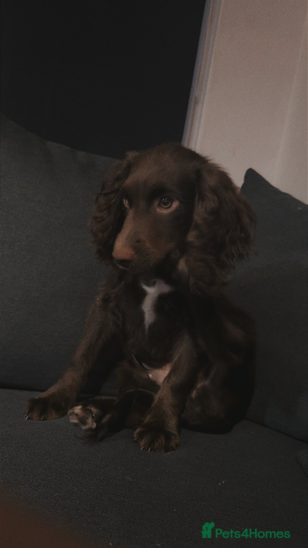 Cocker Spaniel dogs for sale: Handsome male cocker pup - Image 1