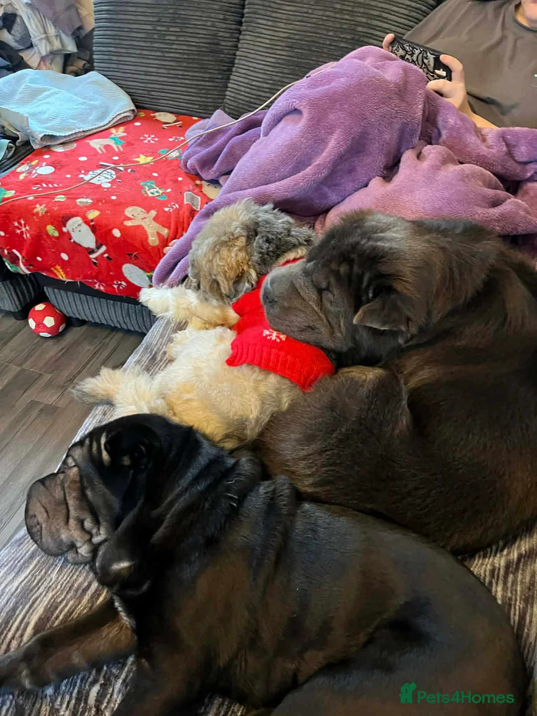 Shar Pei dogs for sale: Shar pei male 8 months old, black - Advert 1