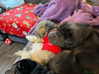 Shar Pei dogs Shar pei male 8 months old, black - Advert 16