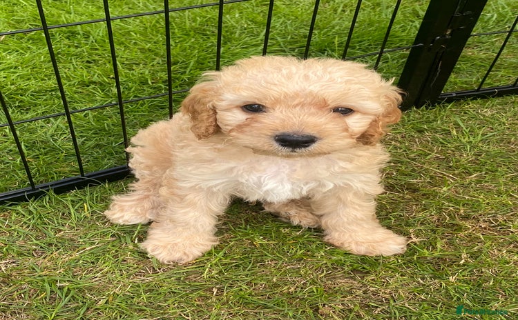 Cavapoo dogs - Advert 1