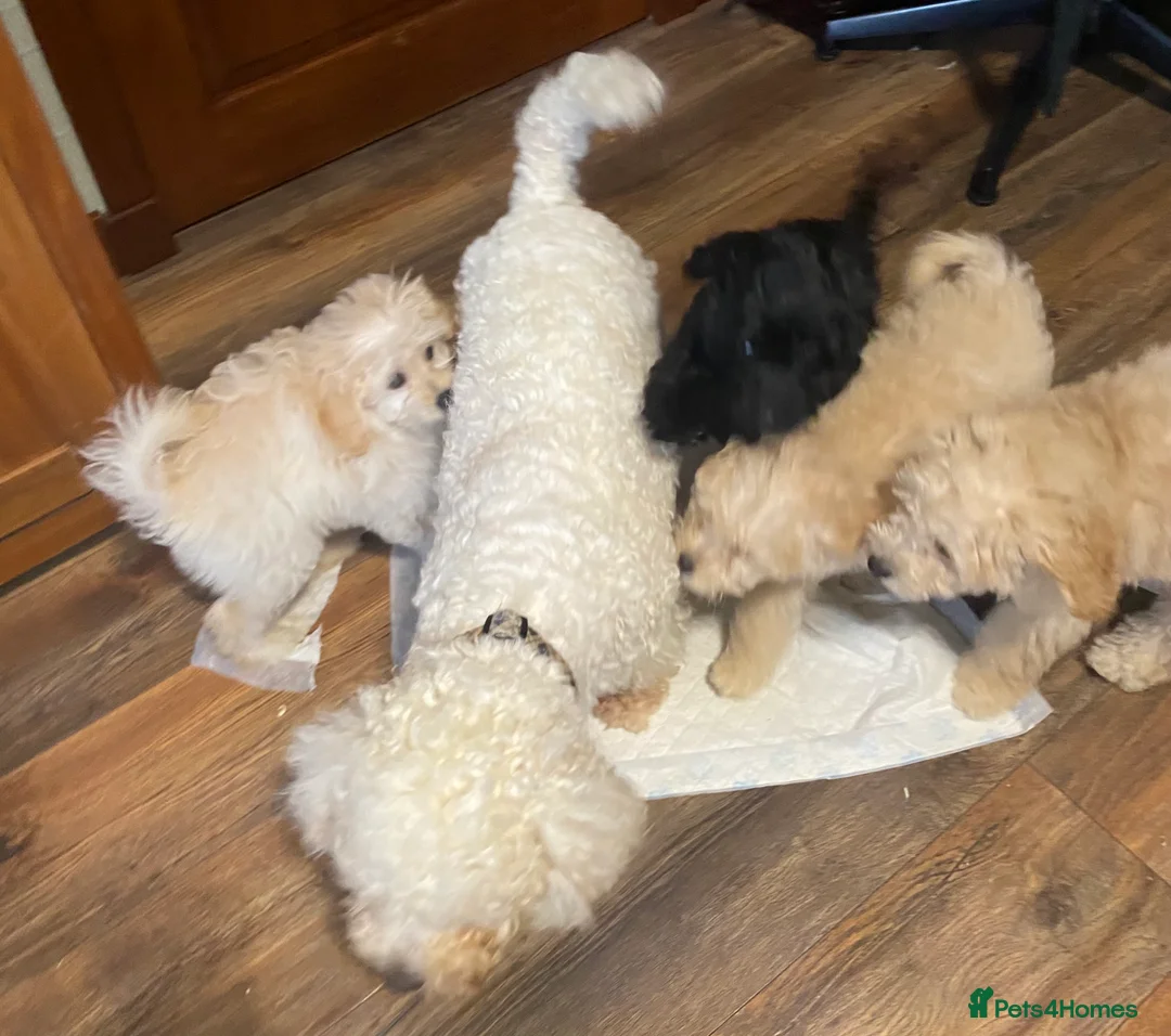 Cavachon dogs for sale: Cavapoochon puppies  in Kilwinning - Advert 1