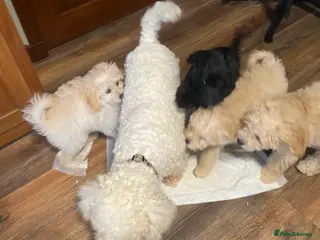 Cavachon dogs Cavapoochon puppies in Kilwinning - Advert 12