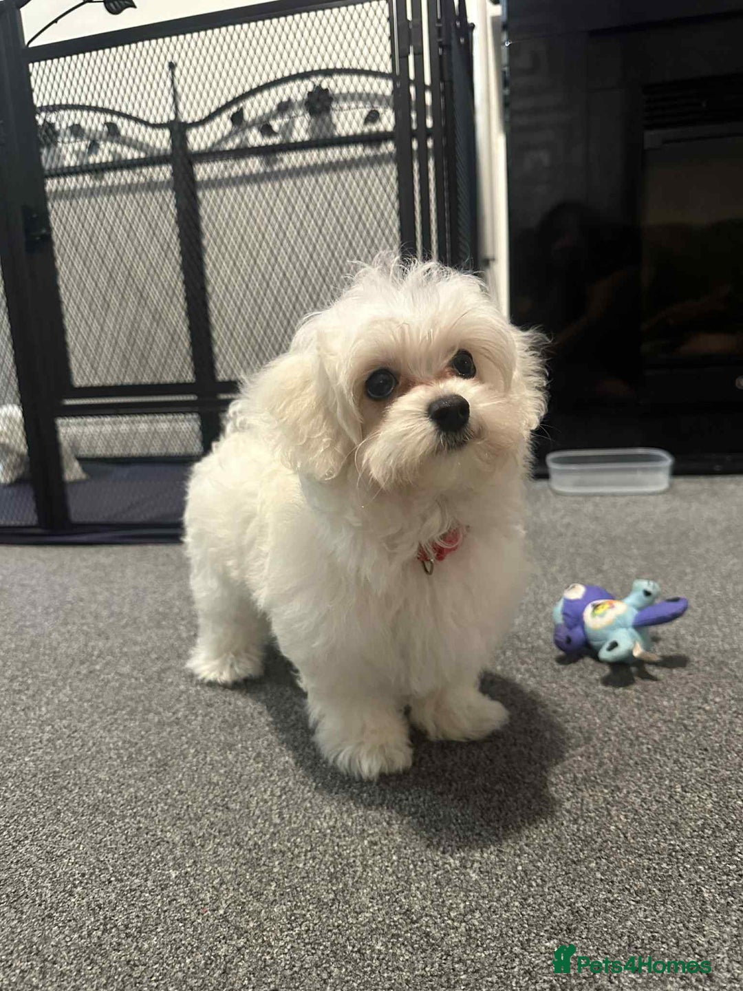 Maltipoo dogs for sale:  Last Tiny korean Maltipoo girl available  - Advert 11