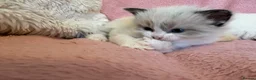 Ragdoll cats for sale: Ragdoll x Siamese Gorgeous kittens 3 Girls 2 Boys - Advert 11