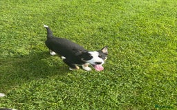 Border Collie dogs for sale: Border Collie Puppies 🐾 in Caernarfon - Image 3