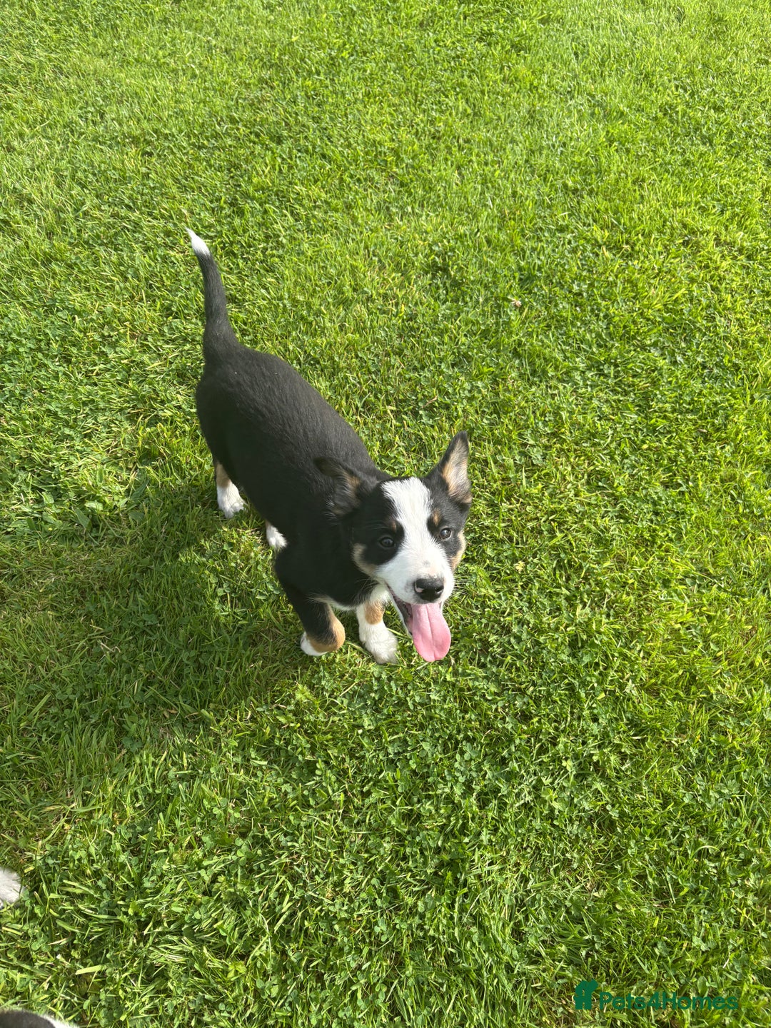 Border Collie dogs for sale: Border Collie Puppies 🐾 in Caernarfon - Image 3