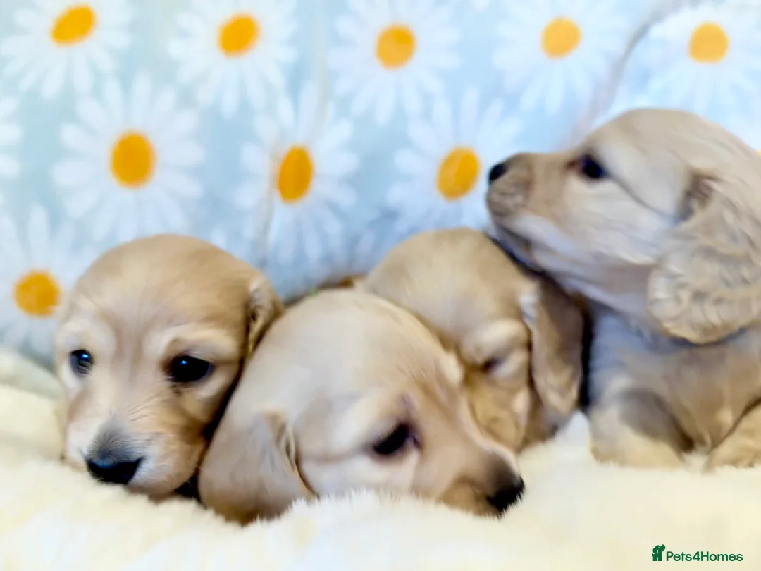 Miniature Dachshund dogs for sale: Beautiful miniature long haired cream dachshunds  - Advert 13