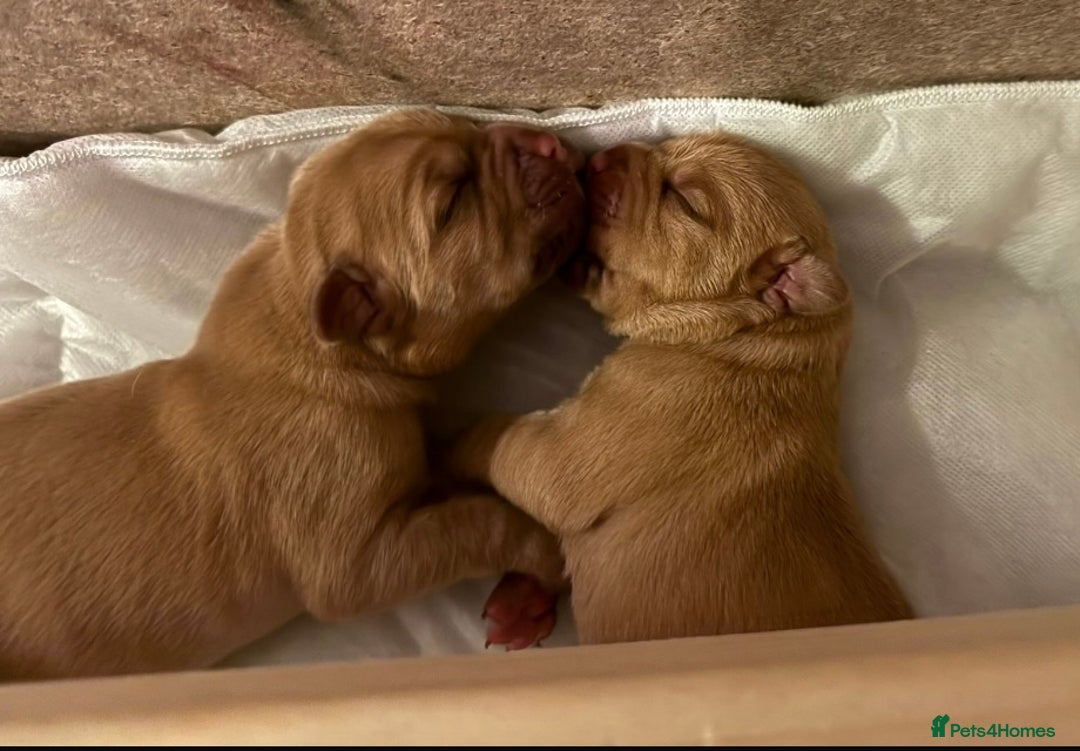 Dogue De Bordeaux dogs for sale: Dogue de Bordeaux puppies  - Image 4