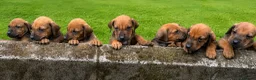 Rhodesian Ridgeback dogs for sale: KC RHODESIAN RIDGEBACK PUPPIES FOR SALE  in Carlisle - Advert 17