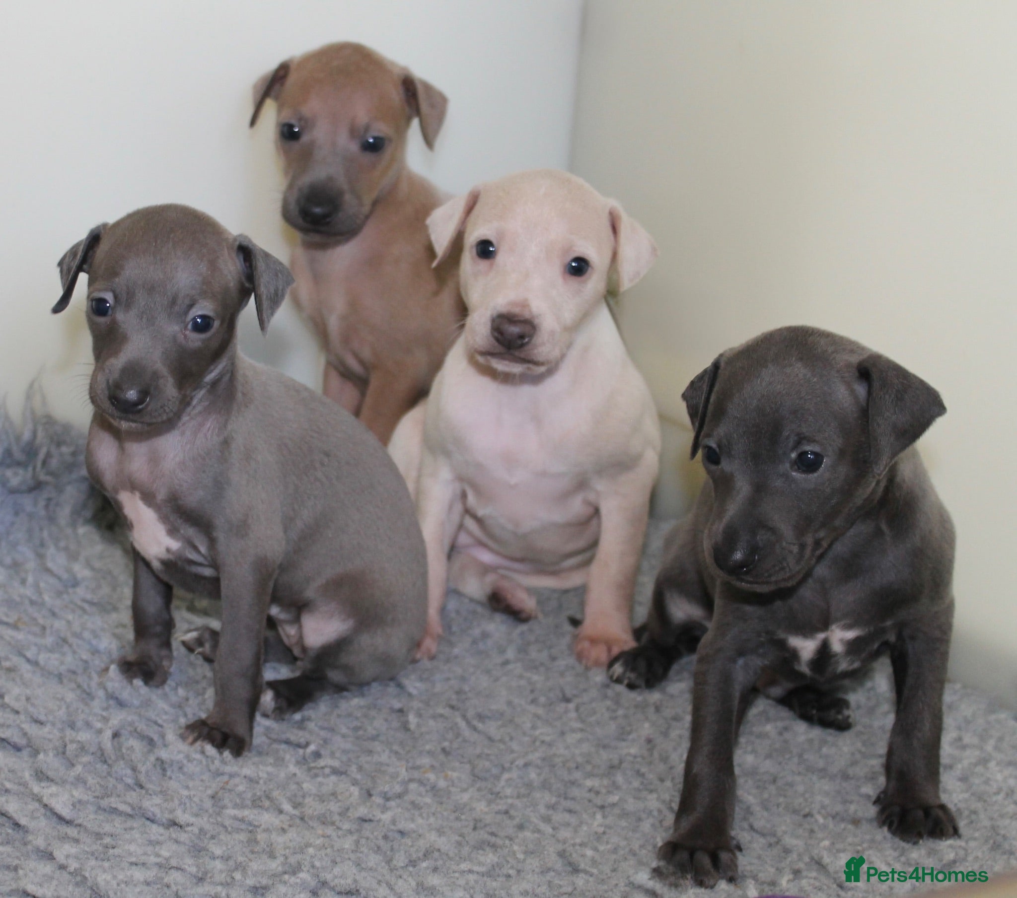 Italian Greyhound dogs KC Reg Italian Greyhounds - Advert 4