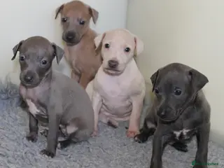 Italian Greyhound dogs KC Reg Italian Greyhounds - Advert 4