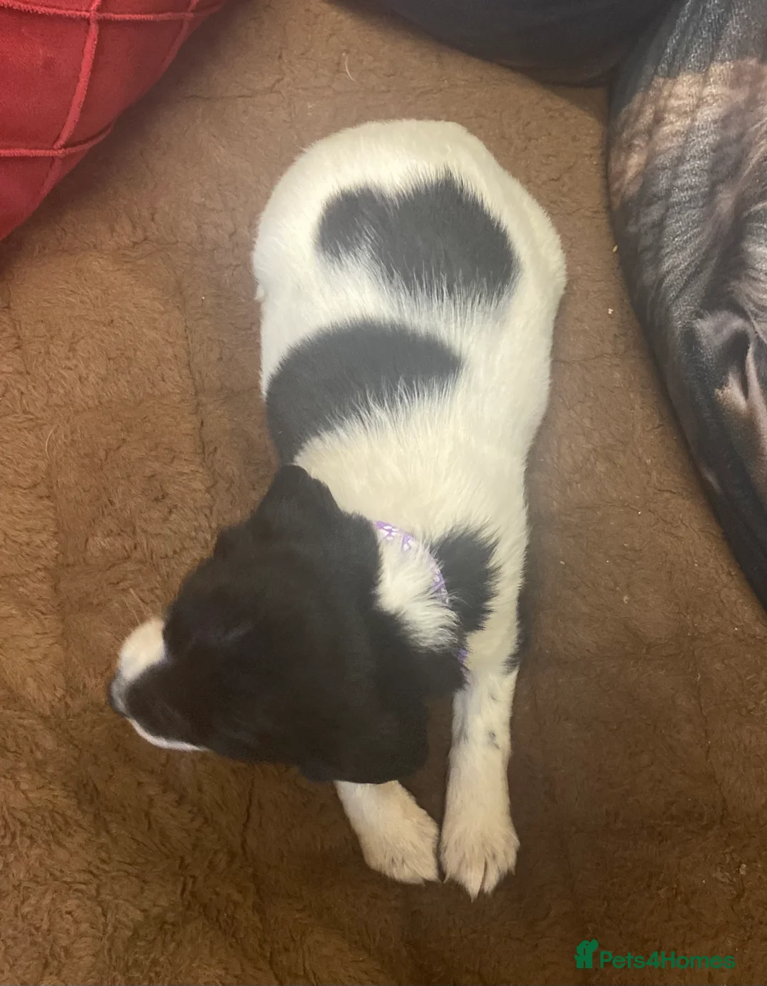 Sprocker dogs for sale: Superb litter of Sprocker Spaniels - Advert 14