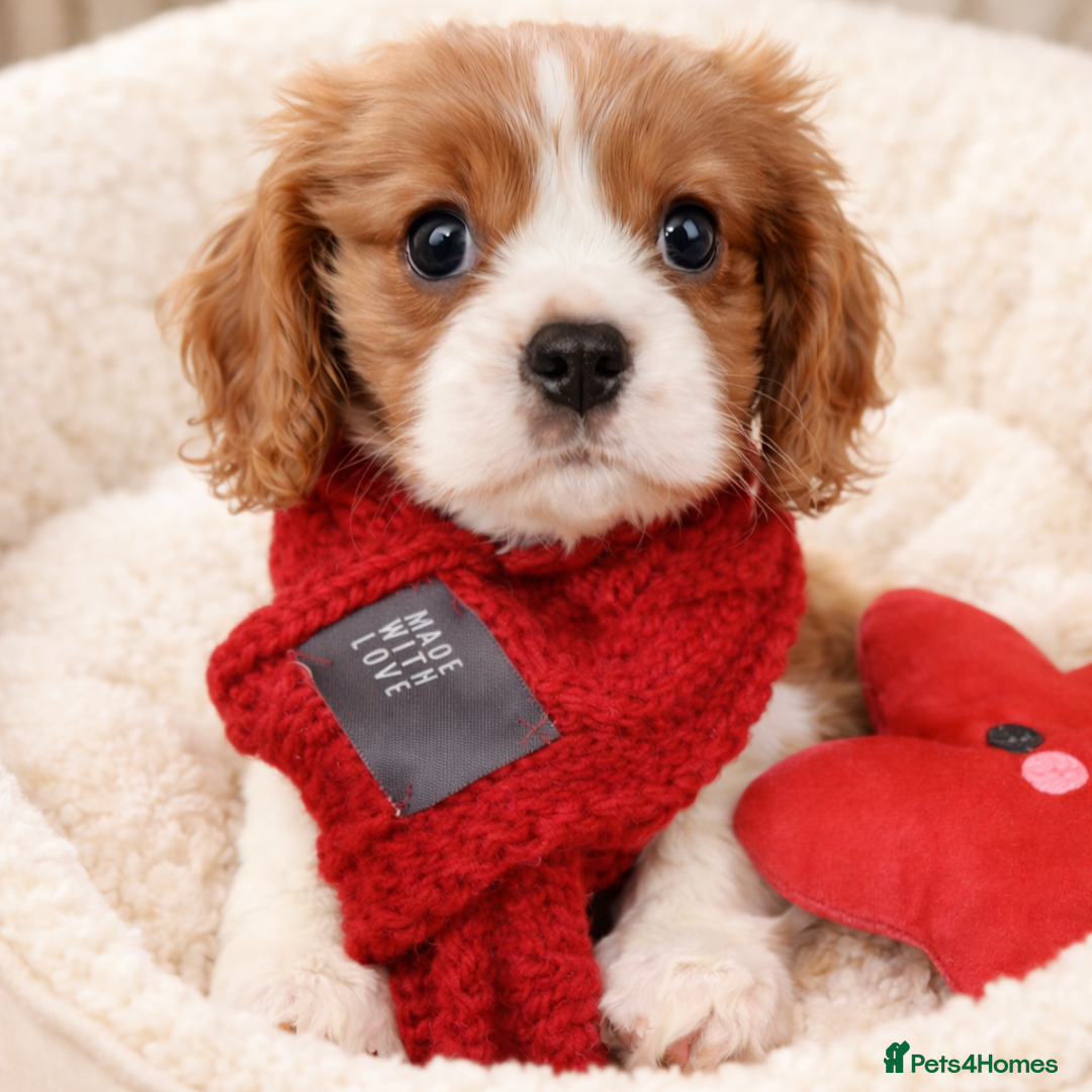 Cavalier King Charles Spaniel dogs for sale: KCC spaniels 1boy left health tested parents  - Advert 2