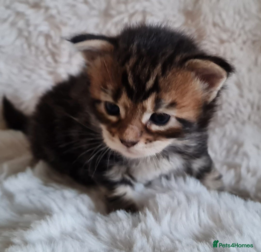 Maine Coon cats for sale: 100% Maine Coon Kittens DNA HEALTH TESTED PARENTS  - Image 29