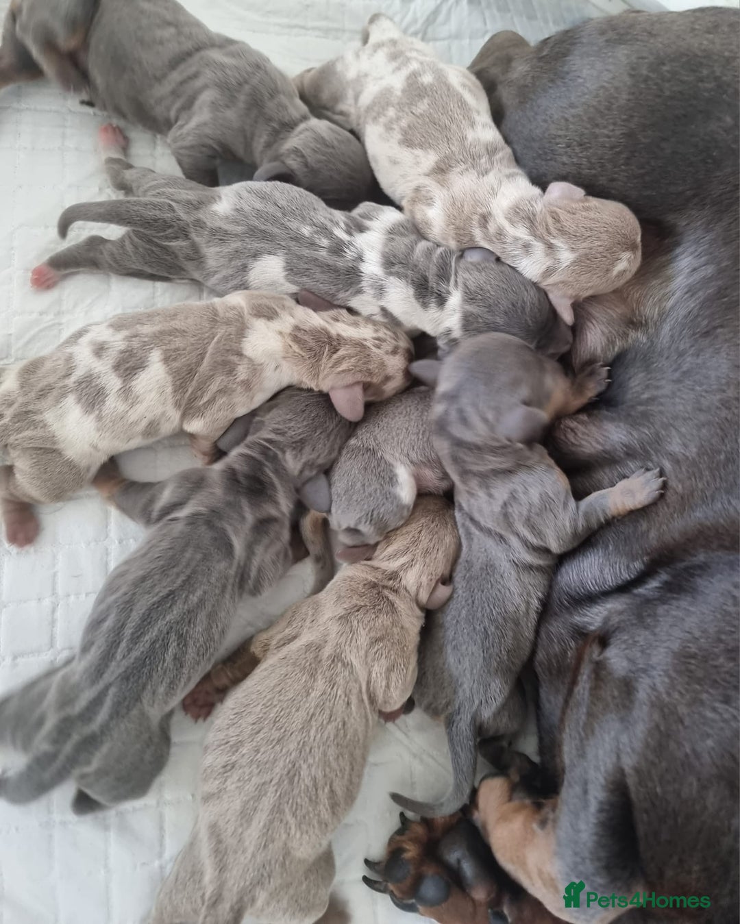 Miniature Dachshund dogs for stud: miniature Isabella and tan dapple stud in Willenhall - Advert 3