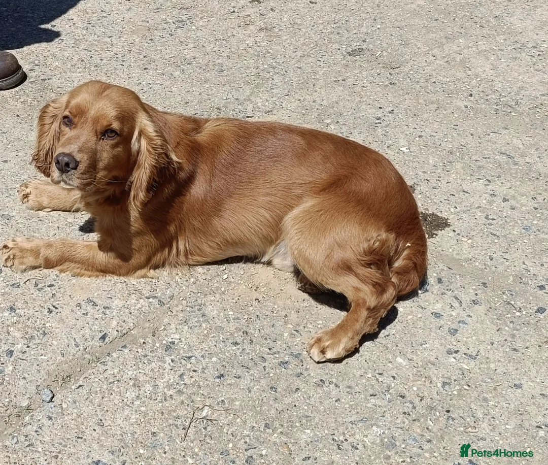 Cocker Spaniel dogs for sale: Working Cocker Spaniel puppies - Advert 2